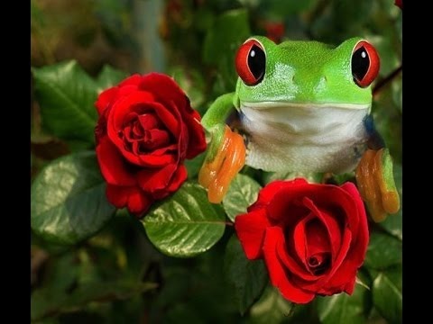 En este momento estás viendo La rosa y la rana